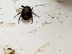 InShot_20210624_023759623 Karin Kusunoki Delivers Unforgettable Blowjob Skills