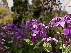 DDK-211 Maki Houjo Tempts With Seductive Tricks Before Fiery Fuckfest Begins